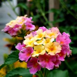 Close-up of fresh pink flowers