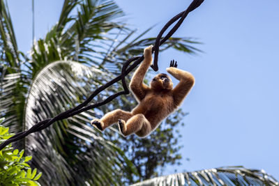 Low angle view of monkey on tree