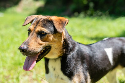 Close-up of dog looking away