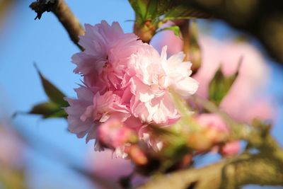 Close-up of pink flowers