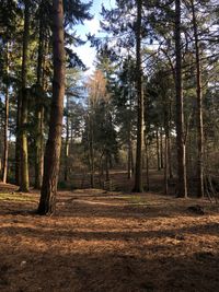 Trees in forest