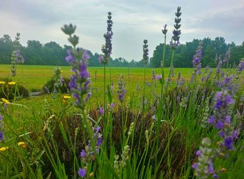 Purple flowers growing in field