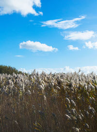 Scenic view of landscape against cloudy sky