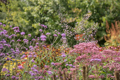 Close-up of purple flowers