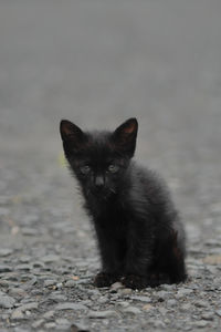 Portrait of black cat lying on land