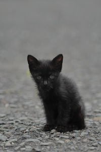 Portrait of black cat lying on land
