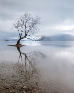 Bare tree by sea against sky