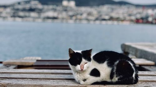 Cat looking at sea