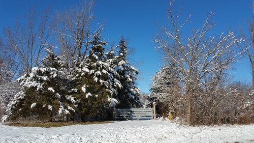 Closed gate amidst frozen trees on snowcapped during winter