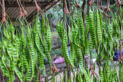 Close-up of fresh vegetables hanging on plant