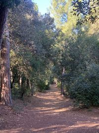 Road amidst trees in forest