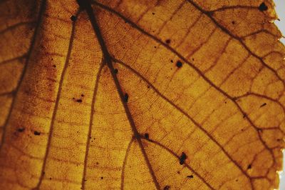 Close-up of yellow leaf