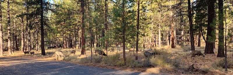 Panoramic shot of trees in forest