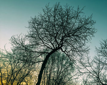 Low angle view of tree against sky