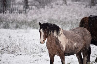 Horse standing on field during snowfall