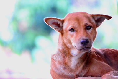 Close-up portrait of a dog