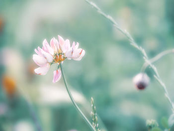 Close-up of pink flowering plant