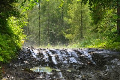 River flowing through forest