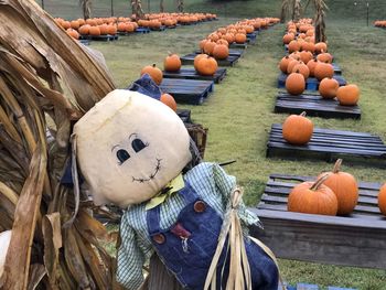 View of pumpkins on field