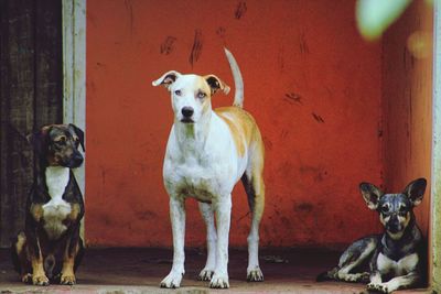 Portrait of dogs standing outdoors