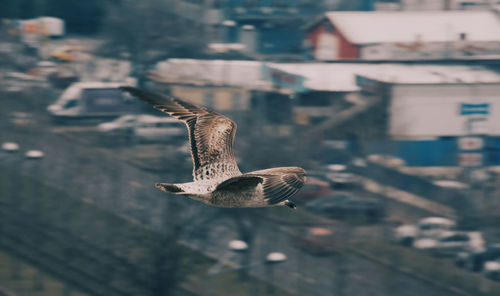 Bird flying in a city