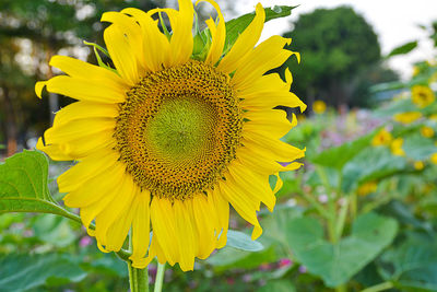 Close-up of sunflower blooming on field