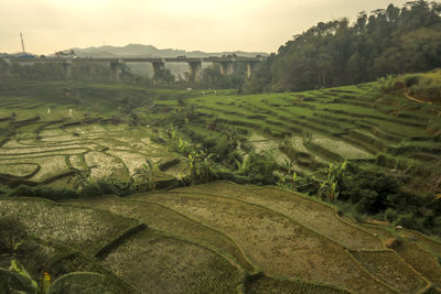 Scenic view of agricultural field against sky
