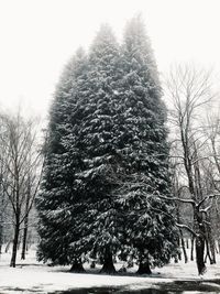 Bare trees on snow covered landscape