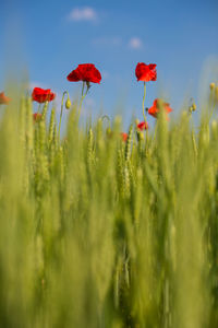 Close-up of wheat growing on field against sky