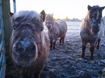Close-up of horses standing against sky
