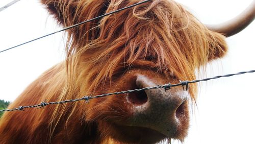 Close-up of highland cattle in front of barbed wires