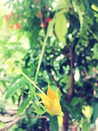 Close-up of yellow flower blooming outdoors