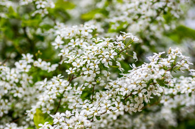 Close-up of white flowering plant