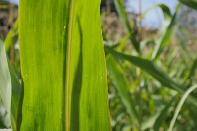 Close-up of raindrops on grass