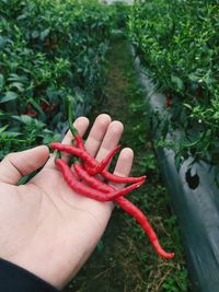 Curly chili is a woody herbaceous plant, growing in areas with a tropical climate