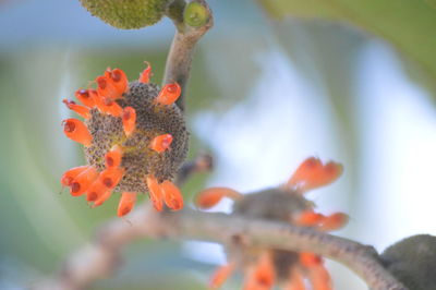 Close-up of flowers against blurred background