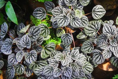 High angle view of flowering plant on leaves