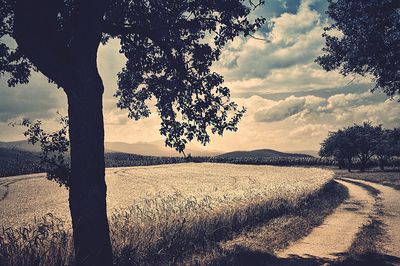 Trees on field against sky