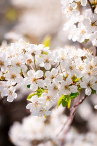 Close-up of white cherry blossom tree