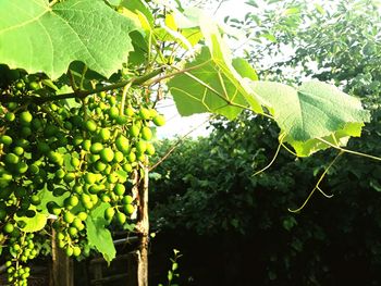 Green grapes growing in vineyard