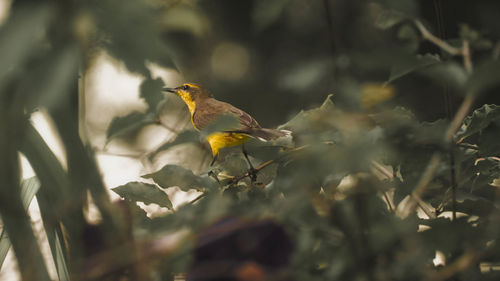 Close-up of bird perching on plant