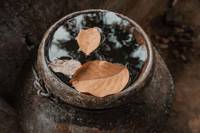 Dried leaves floating on the water in the pottery