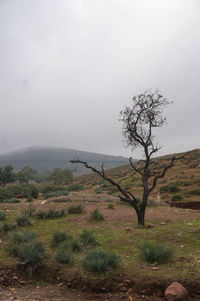 Tree on field against sky