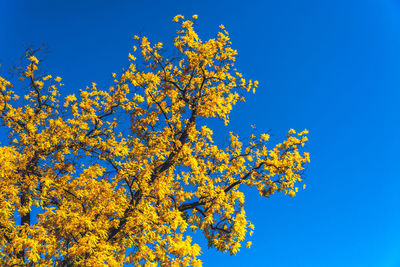 Low angle view of yellow tree against clear blue sky