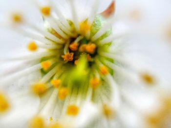 Close-up of white flower