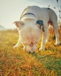 Dog in love with autumn