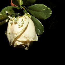 Close-up of flower over black background