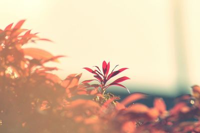 Close-up of pink flowers blooming outdoors