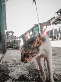 Cat looking away while standing on street