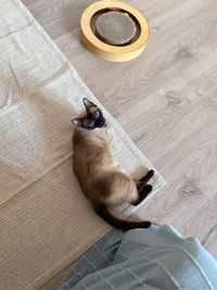 cat